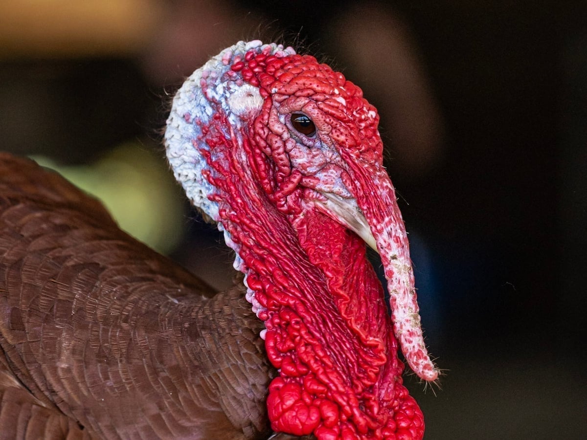 Turkey at Majestic Meadows