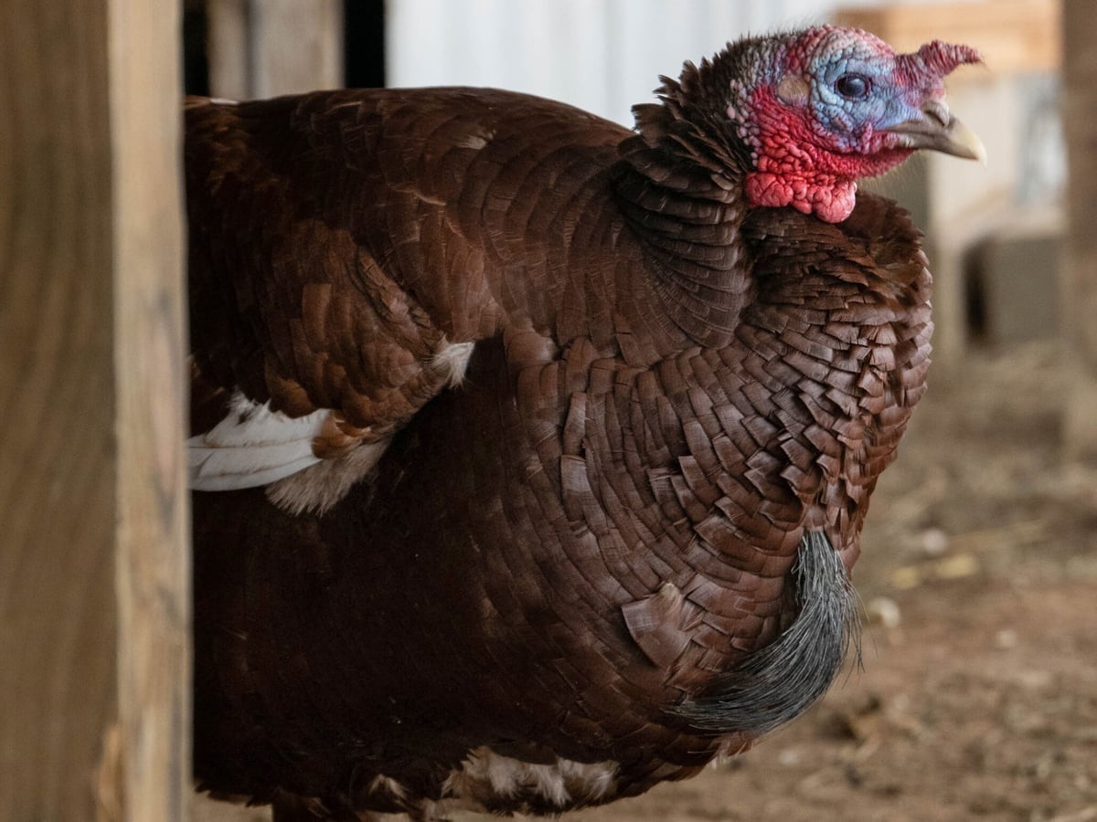 Turkey at Majestic Meadows