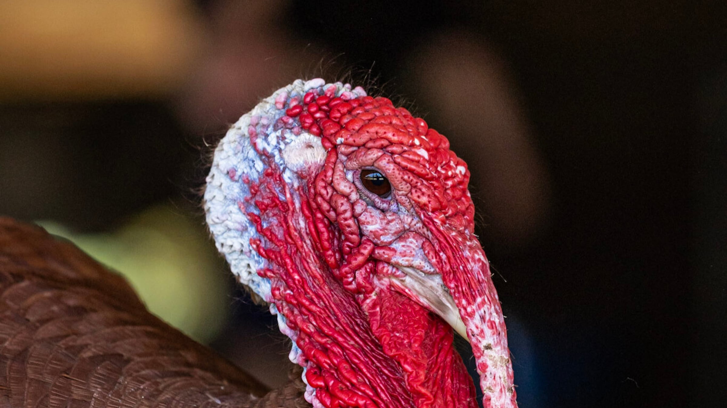 Turkey at Majestic Meadows