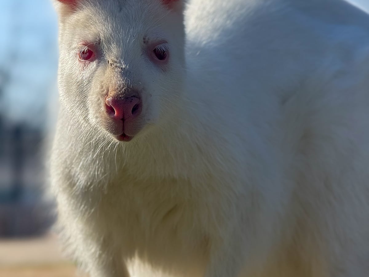 Wallaby at Majestic Meadows
