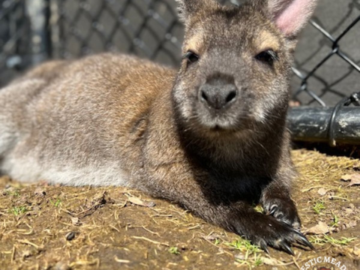 Wallaby at Majestic Meadows