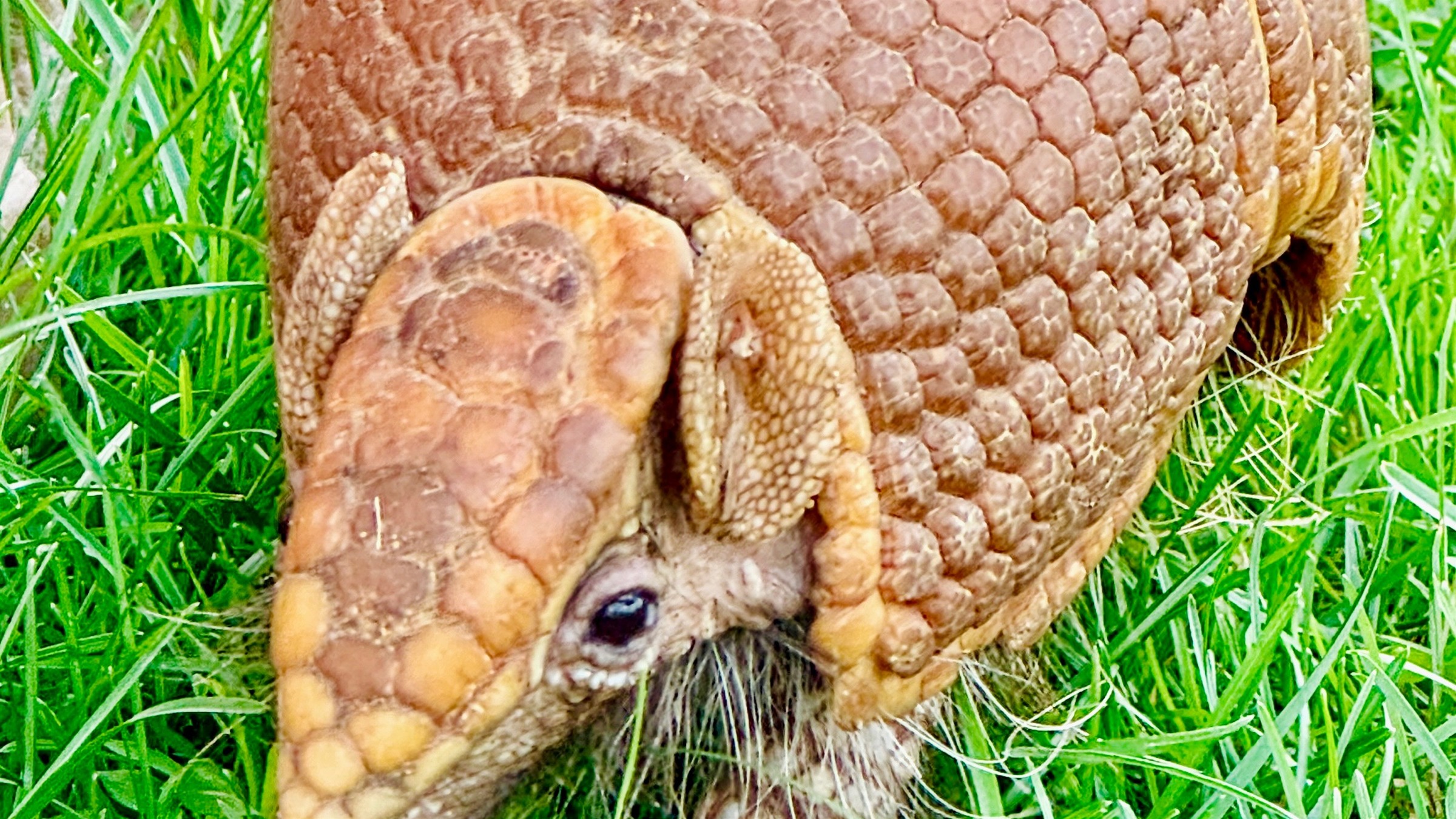 Southern three-banded armadillo Artie at Majestic Meadows Alpacas Ambassador Animals Experience