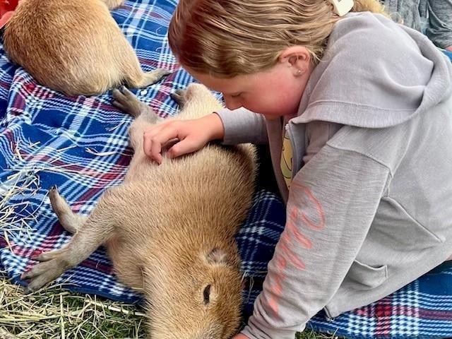 Capybara encounter at Majestic Meadows Alpacas Medina Ohio
