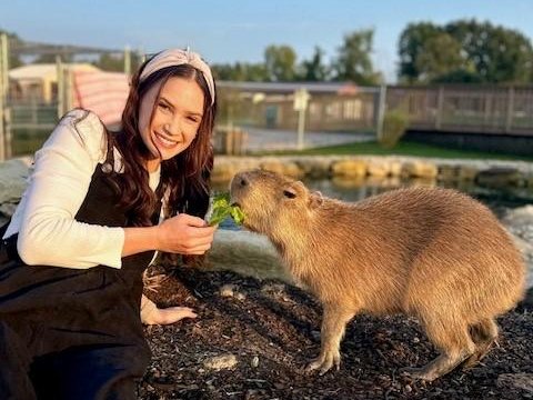 Meet capybaras at Majestic Meadows Alpacas petting zoo Ohio