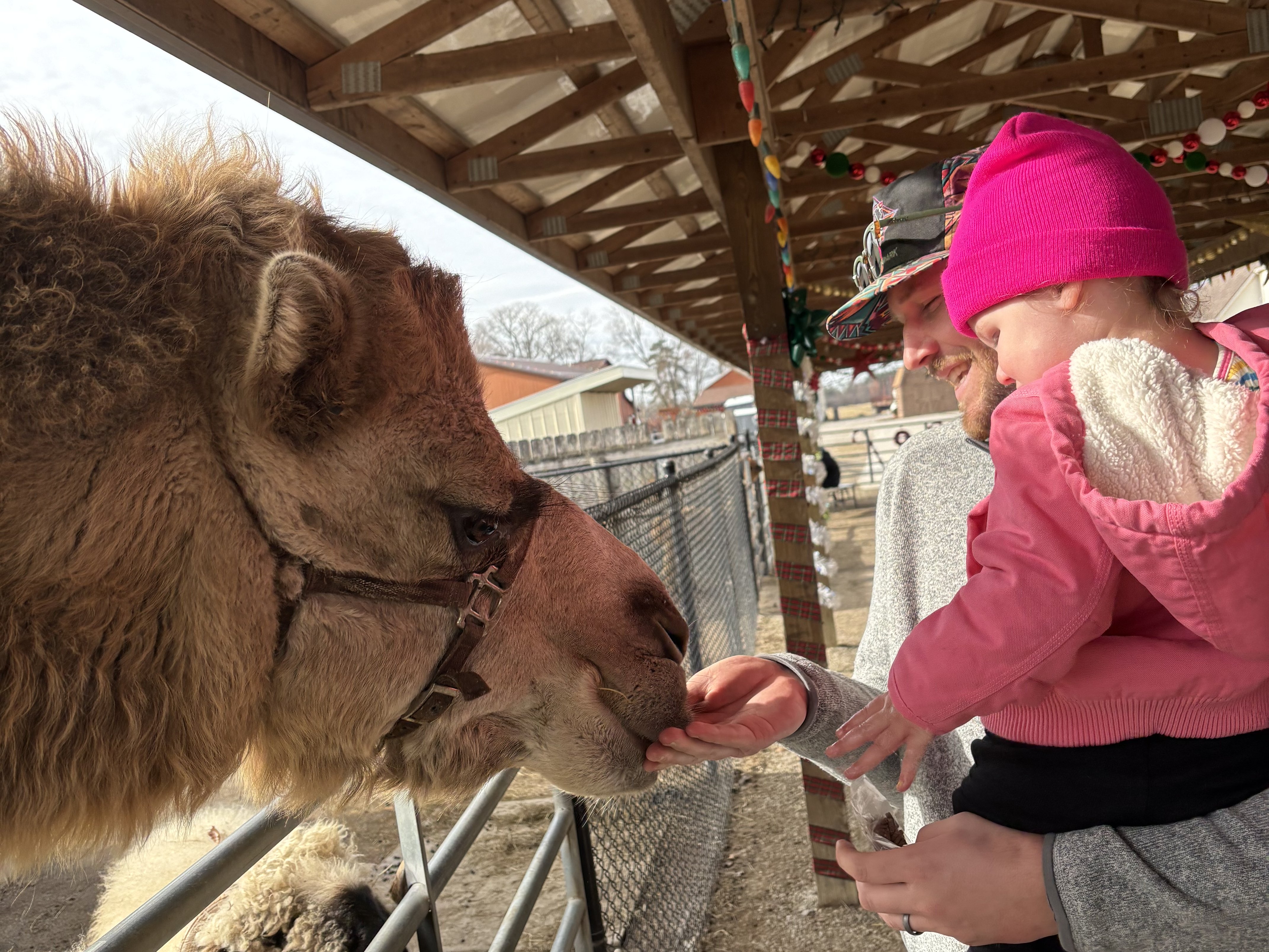 General admission farm tour at Majestic Meadows Alpacas Medina Ohio