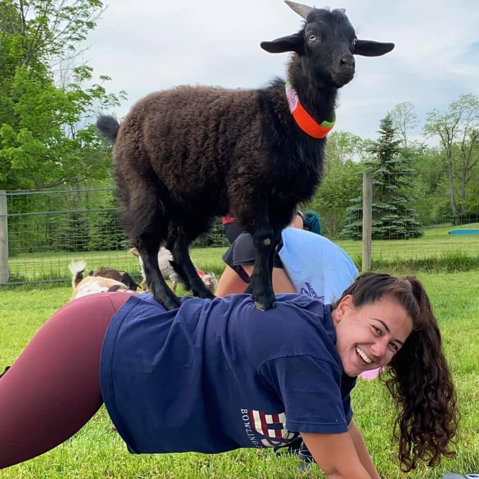 Goat Yoga
