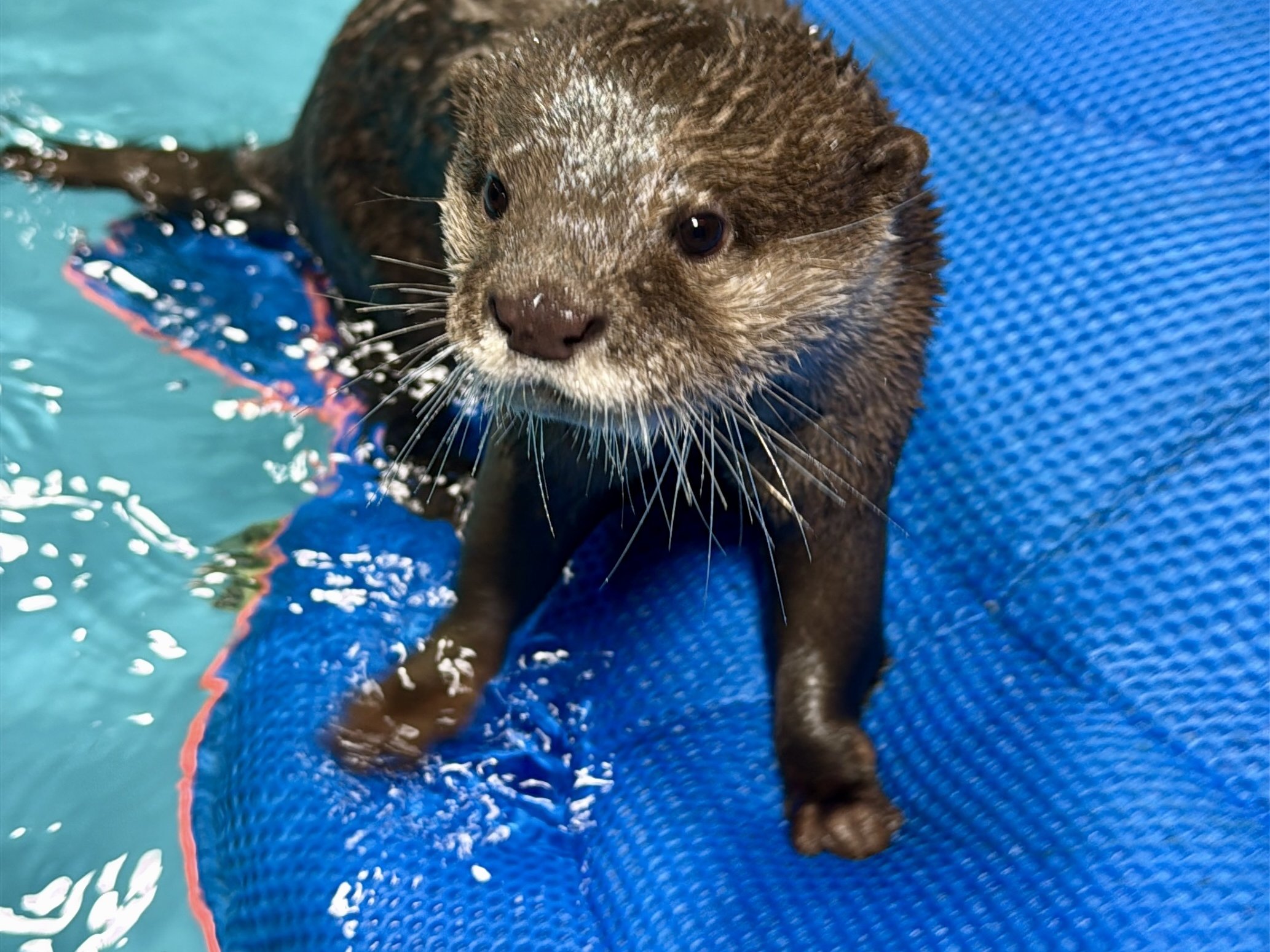 Private otter encounter at Majestic Meadows Alpacas petting zoo Medina Ohio
