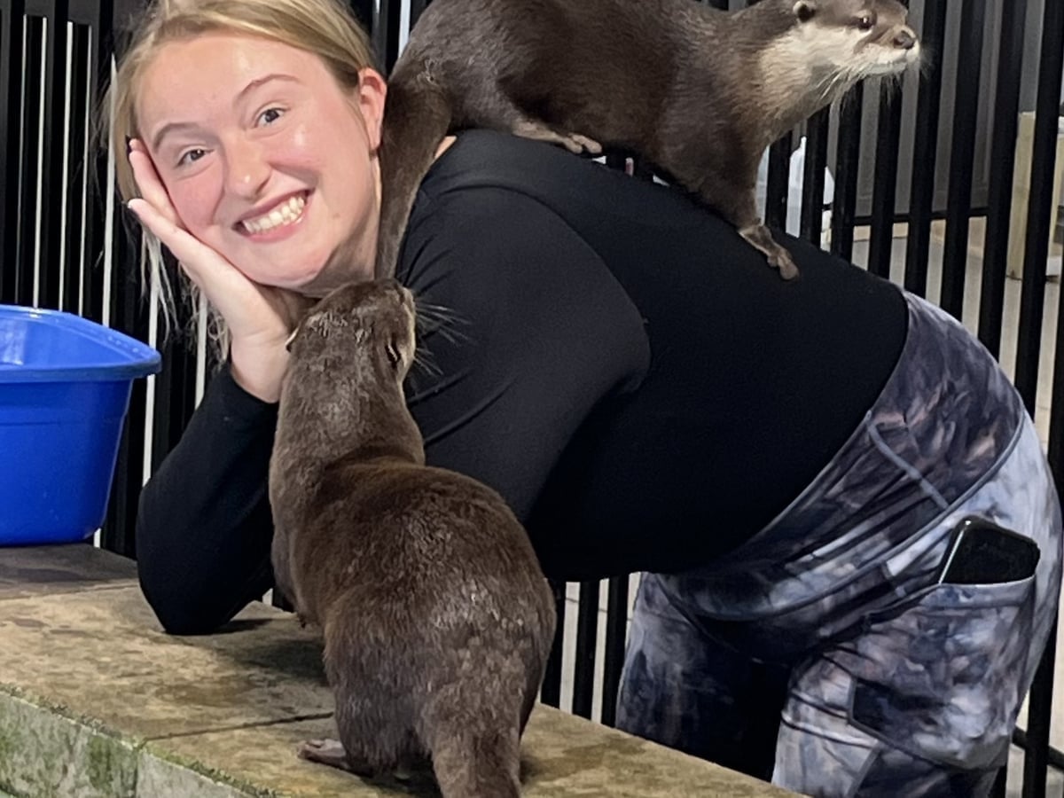 Meet otters at Majestic Meadows Alpacas petting zoo Medina