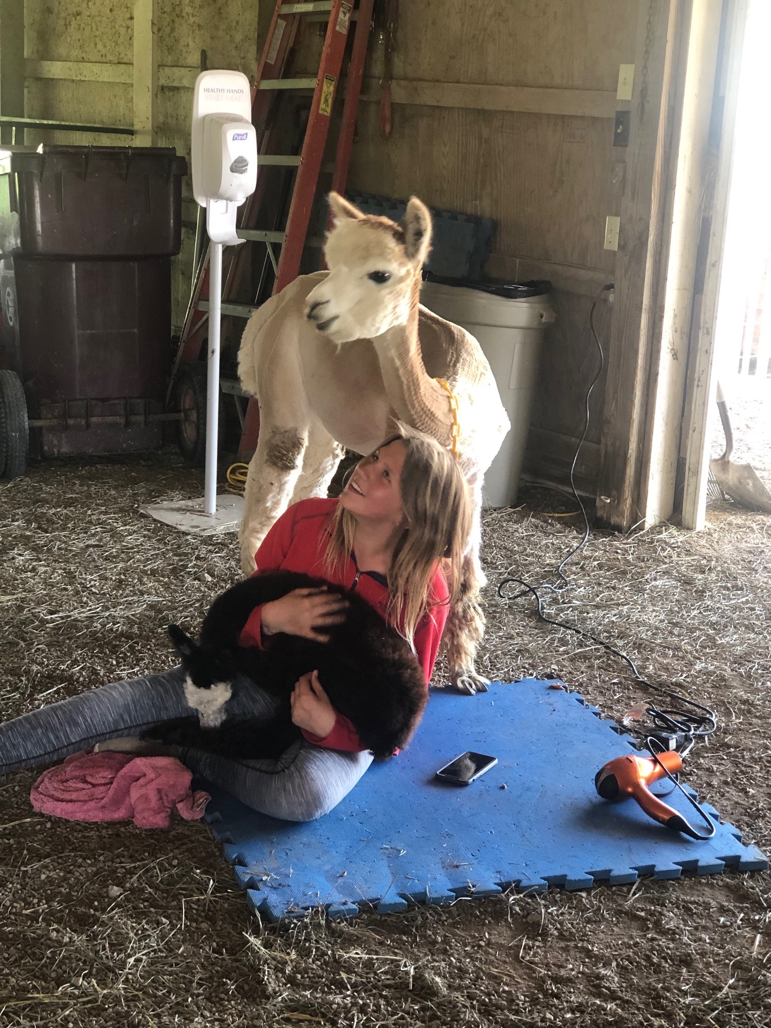 Kids feeding animals at Majestic Meadows Alpacas Ohio
